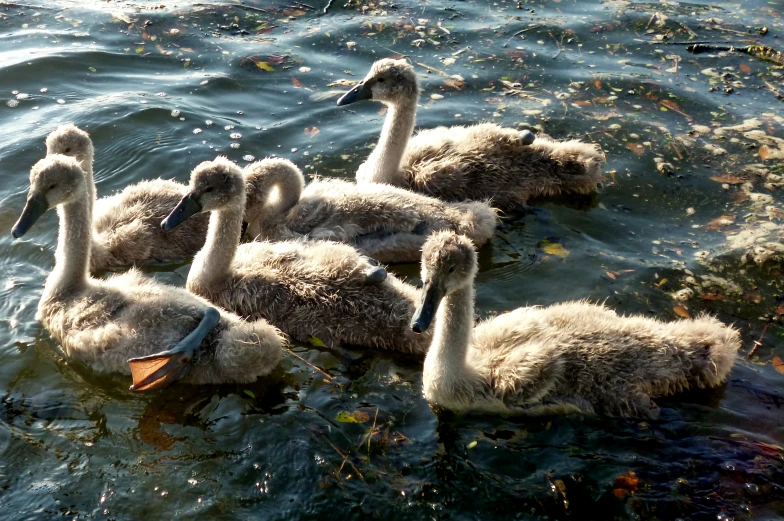 five swans swim through water with leaves floating