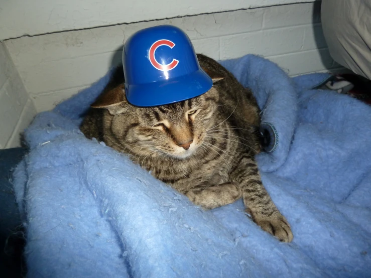 a cat that has a cubs hat on