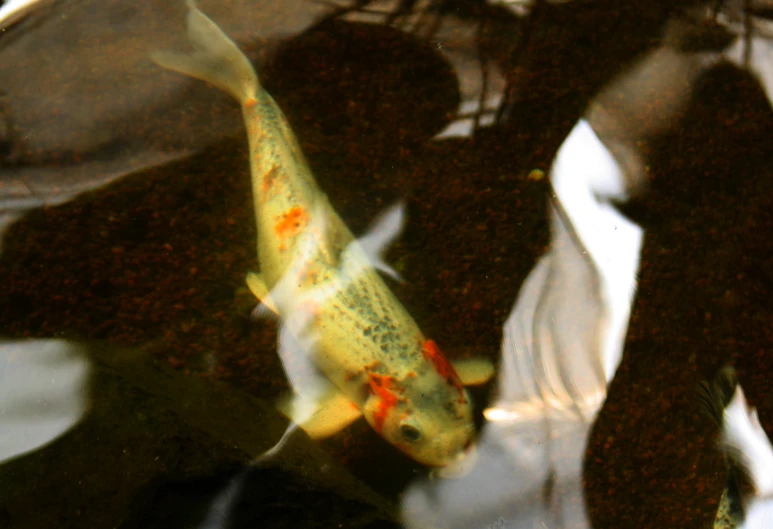 a fish swimming across a body of water