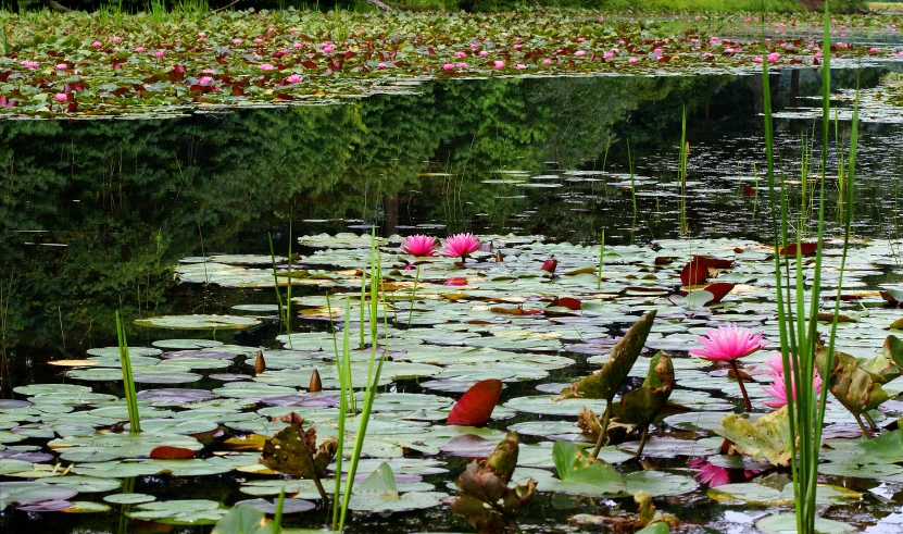 flowers are growing from the water on the side of a pond