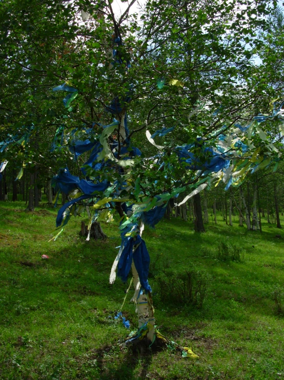 a blue ribbon wrapped around a tree