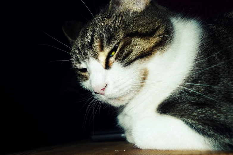 a close up of a cat on top of a table