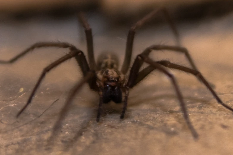 a small spider standing on a piece of wood