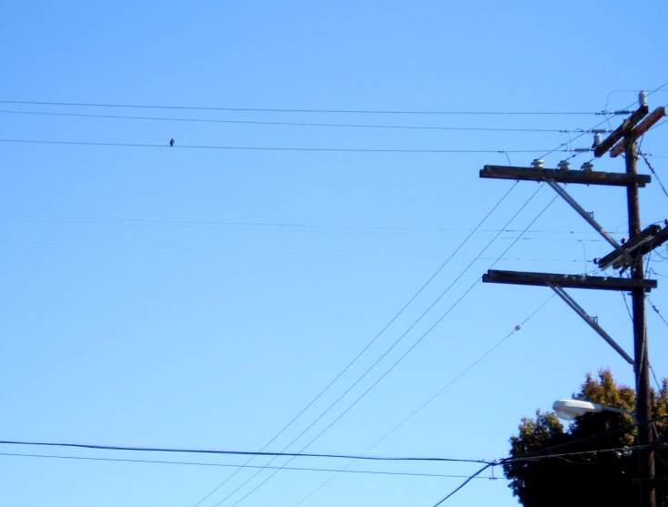 several electrical wires, one with a bird sitting on top of them