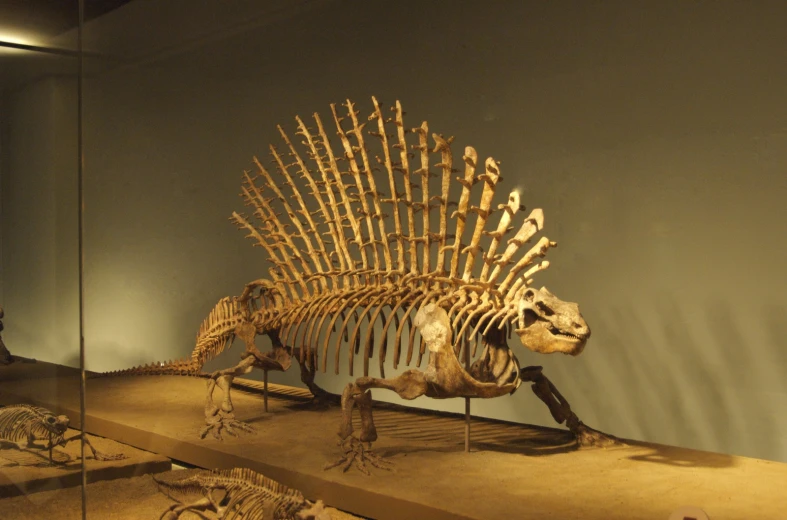 a skeleton with many spikes on it and an animal skeleton in a museum