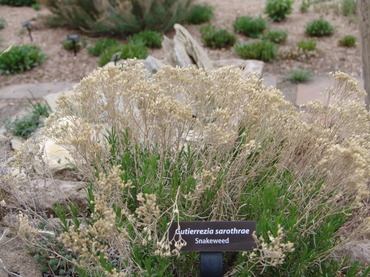 various types of vegetation and shrubbery in the desert