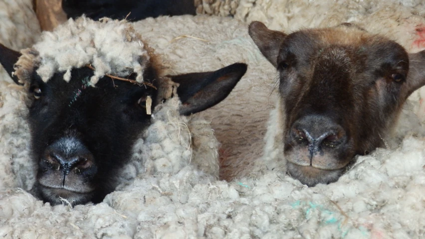 two sheep that are standing in the middle of the room