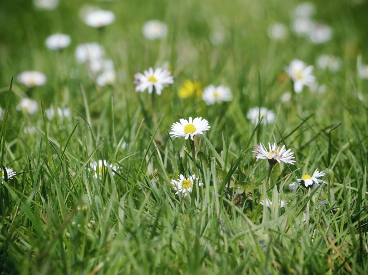 the daisy is growing in the grass