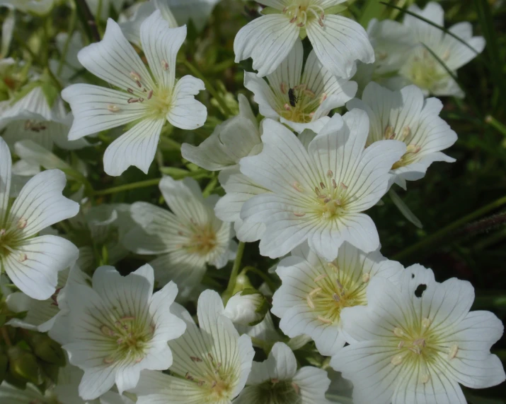 small white flowers in bloom on the green leaves