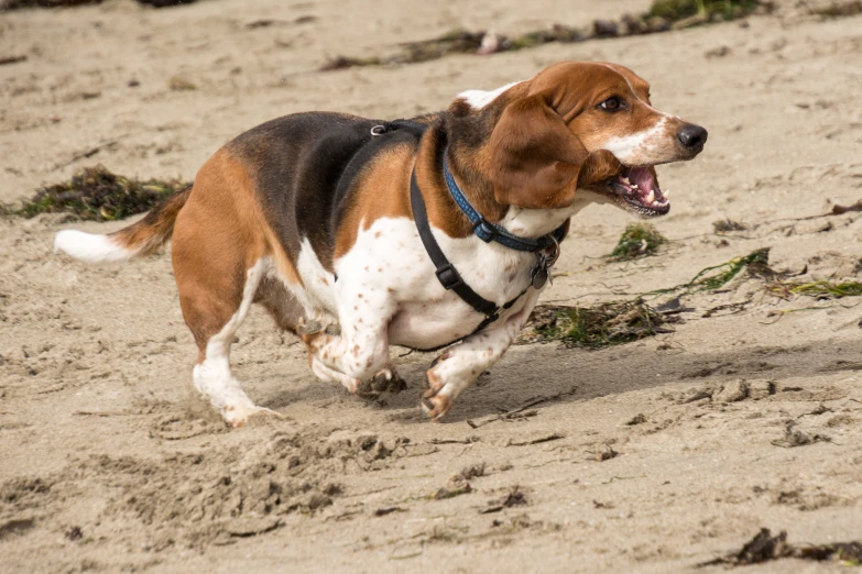 a dog running down the beach with its mouth open