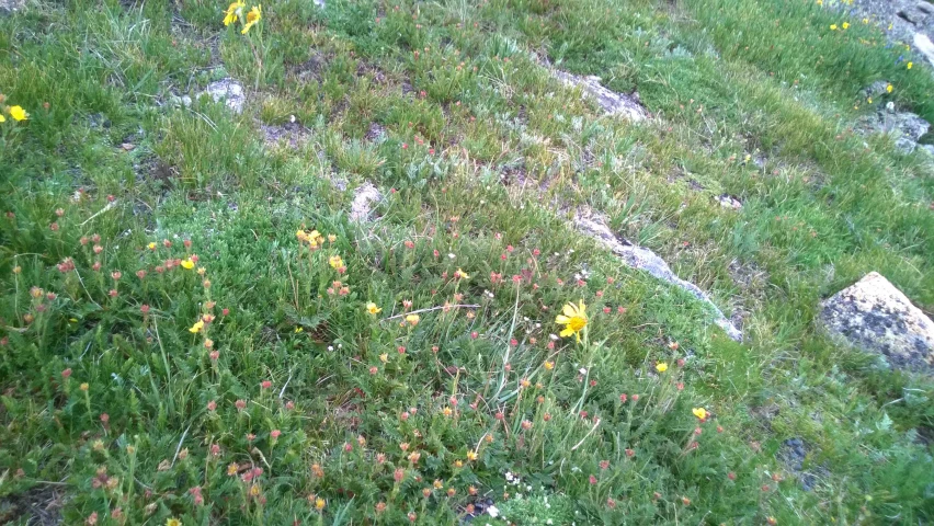 an animal in grassy field with rocks and flowers