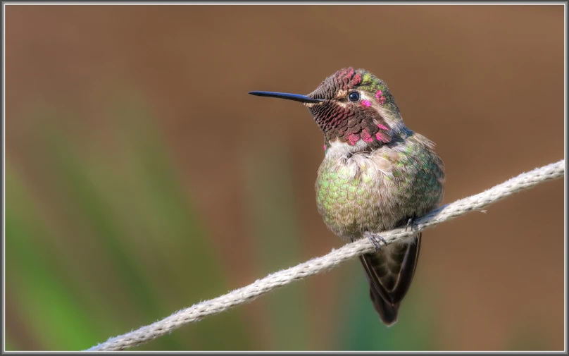 a small bird is perched on the end of a rope