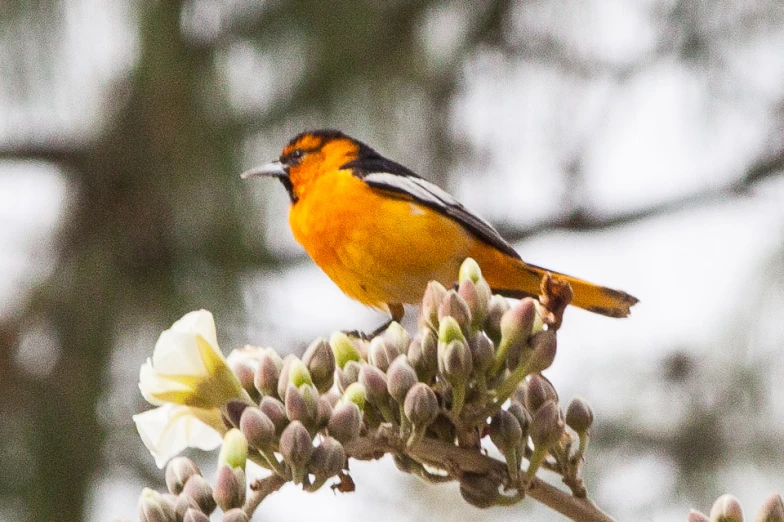 an orange bird on a flower in the park