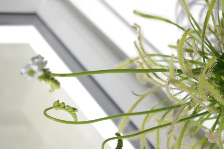 some strange looking plants sit in a pot