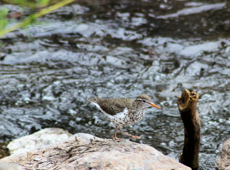 a little bird stands on a rock next to the water