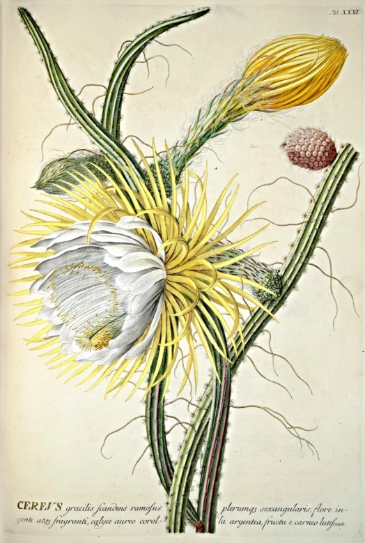 an illustration of a flower with various parts of its stamen