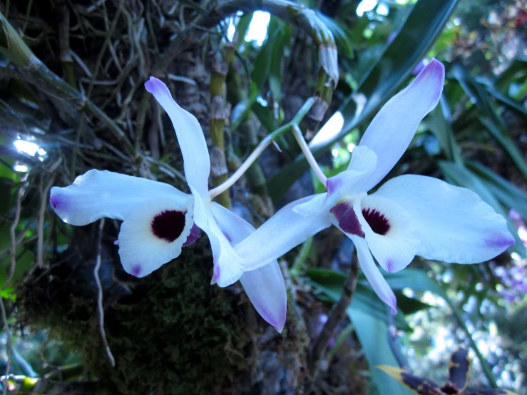 white flowers with purple centers blooming in the forest