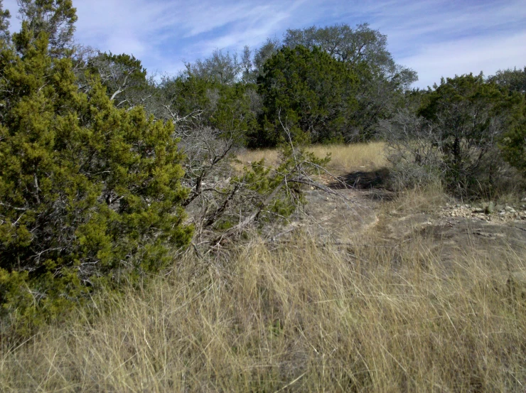 the field is full of tall brown grass