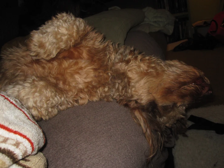 a small dog laying down on the couch