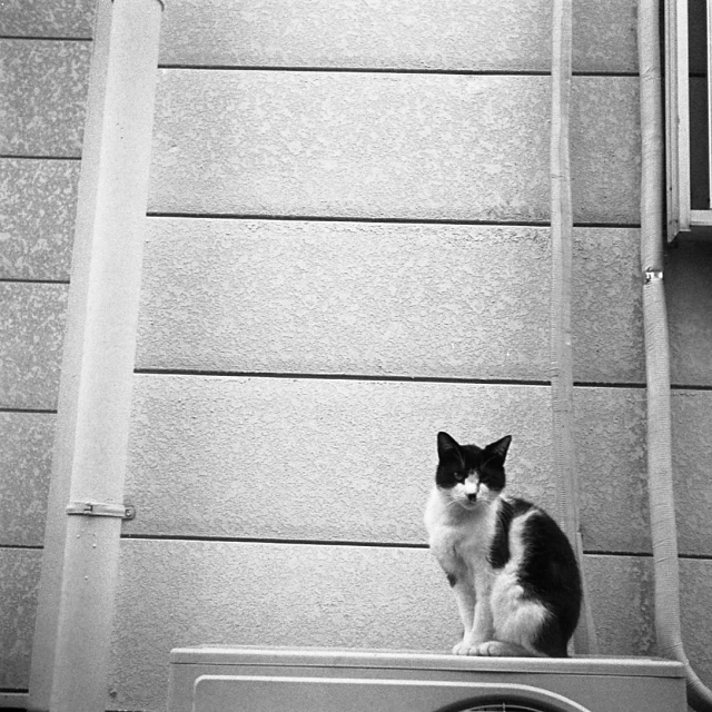 a black and white cat sitting on the front of a house
