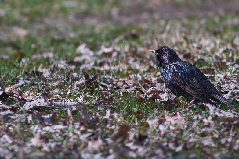 a bird that is sitting in the grass