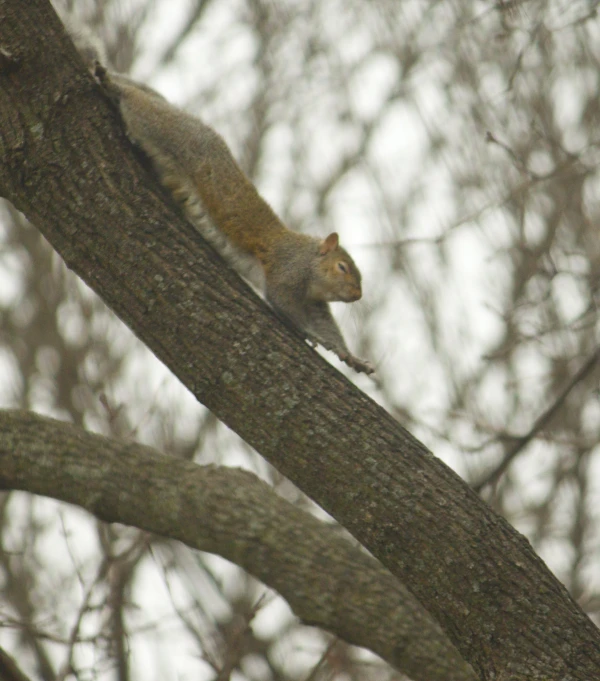 a squirrel standing on top of a tree limb