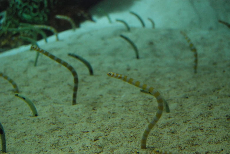 a group of worms in a sandy area