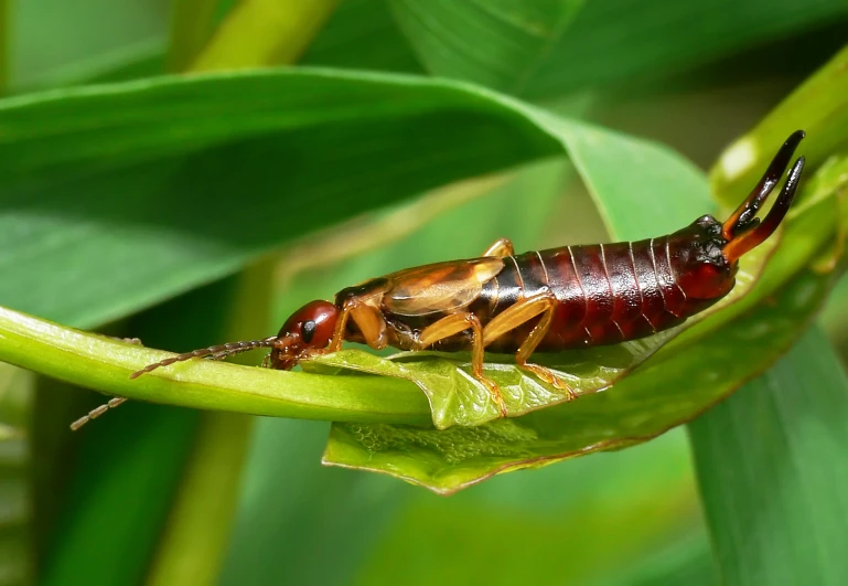 an insect on the tip of a blade of grass