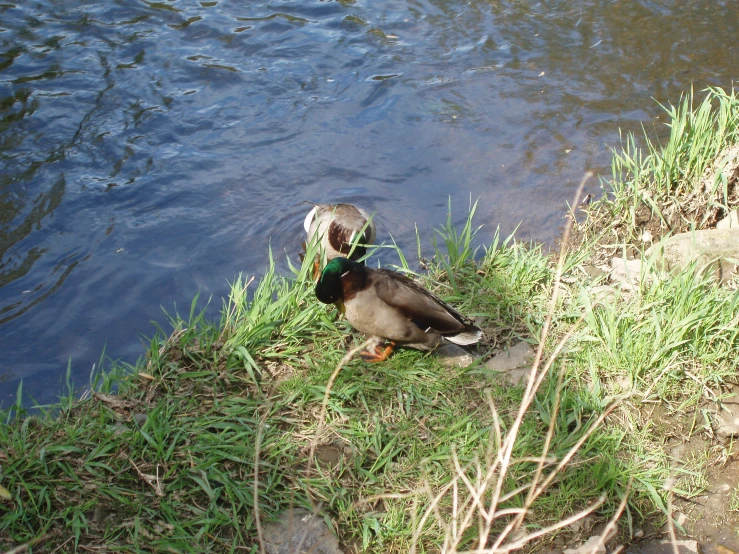 a mallard on the edge of a small lake