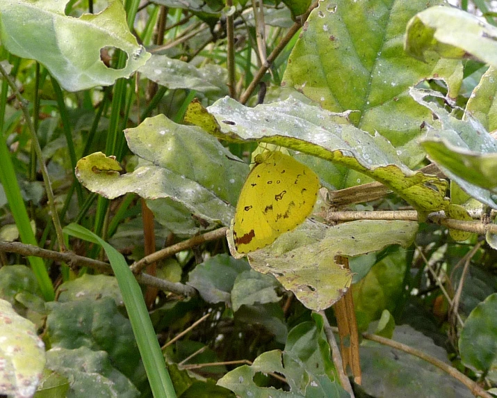 yellow bugs are in a group on a leafy green bush