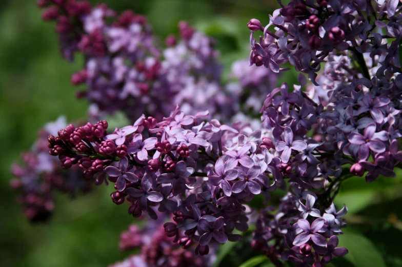 some purple flowers are blooming in a bunch