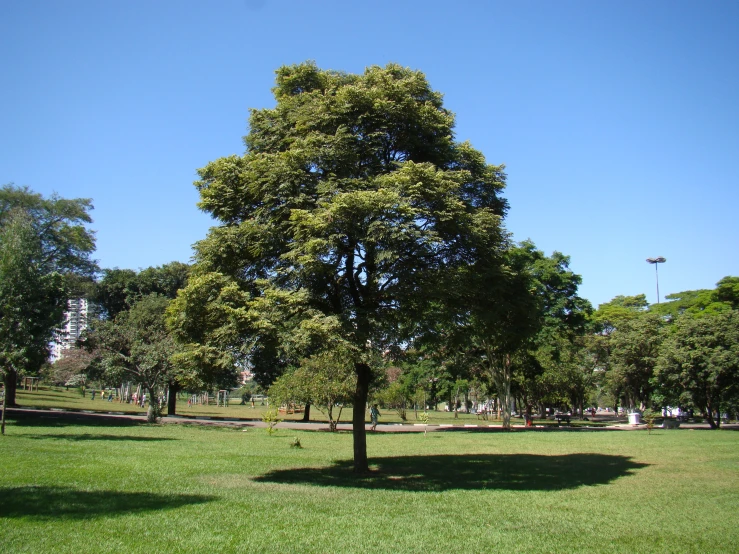 a park filled with lots of green trees