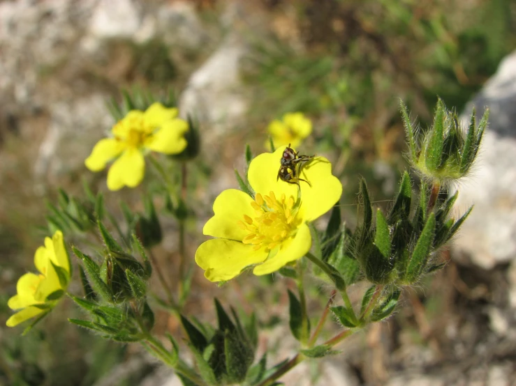 small yellow flowers with a small insect perched on the stems