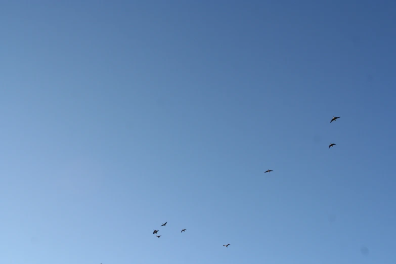 group of birds flying high up in the sky