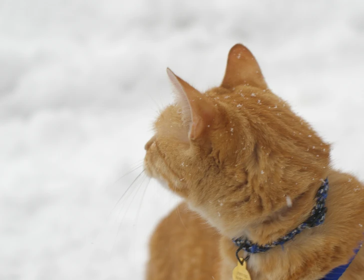 orange cat in winter looking up at snow