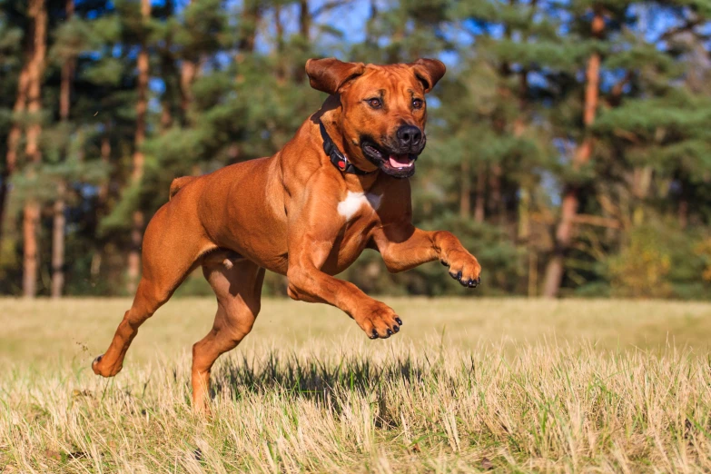 the dog is running with its mouth open