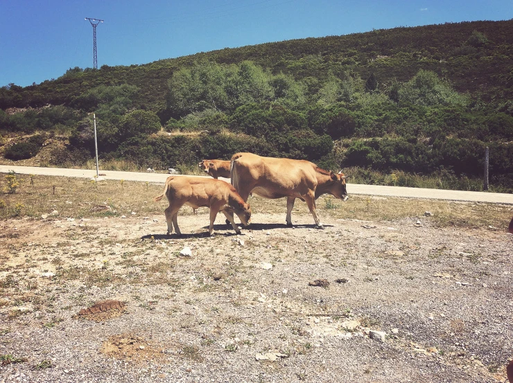 two horses stand in a dry grassy area