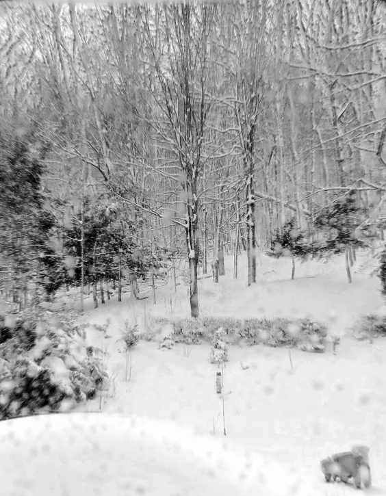 a snow covered forest with trees and people on the snow