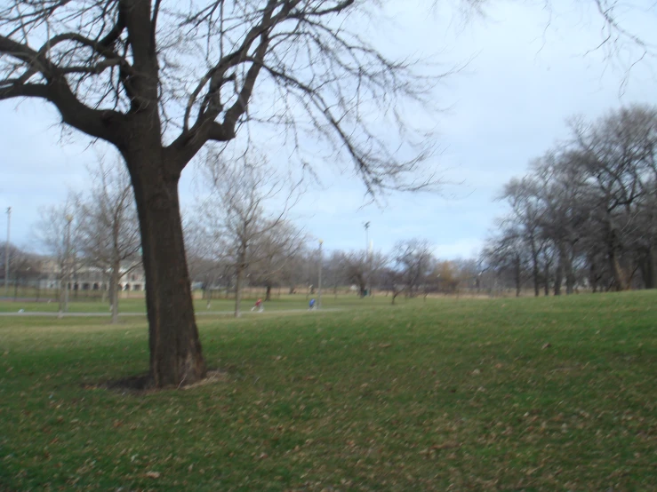 a large tree is in the middle of a grassy area