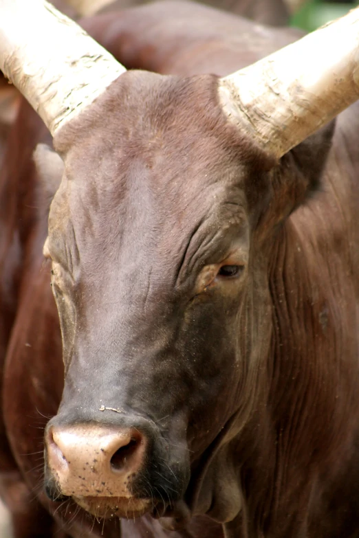 a close up of a steer with big horns