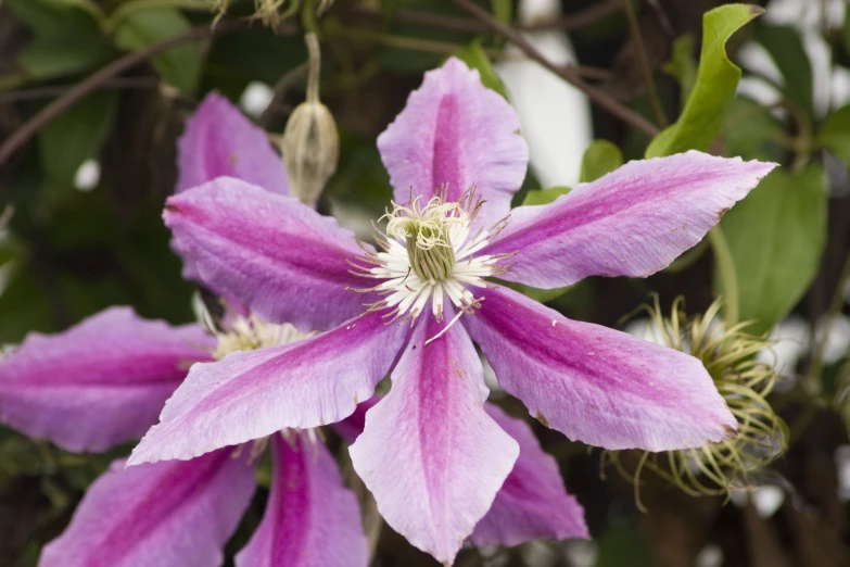 this pink flower has large green leaves and white tips