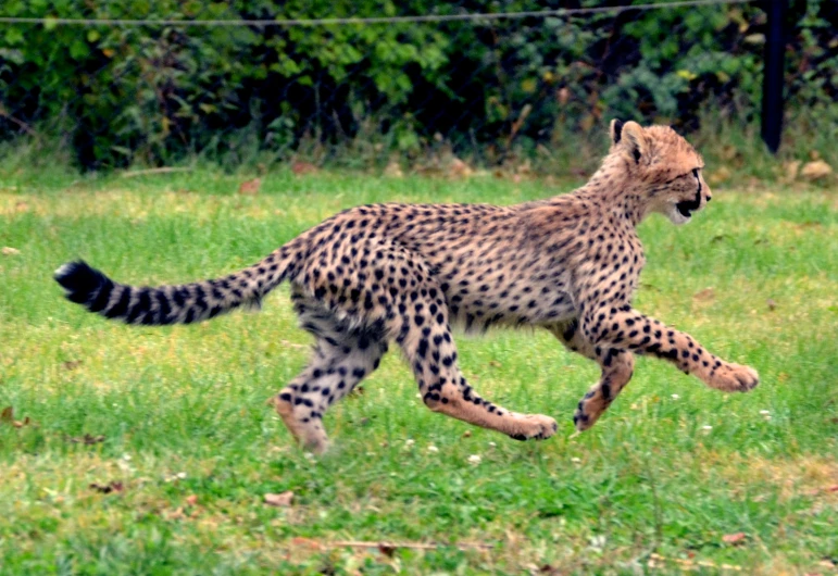 a cheetah runs through the grass with a bush in the background