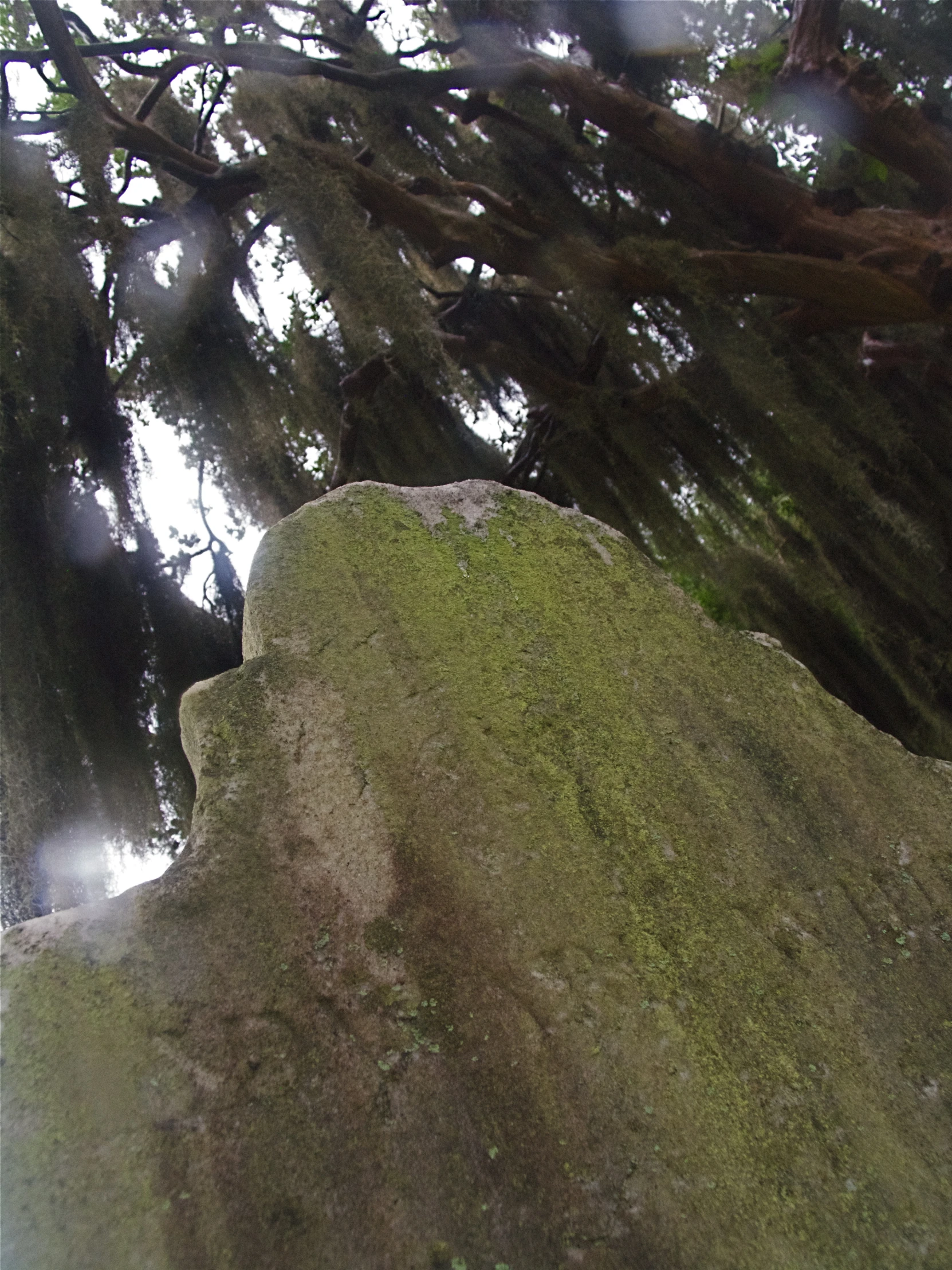 the mossy rock has been covered by very thick tree nches