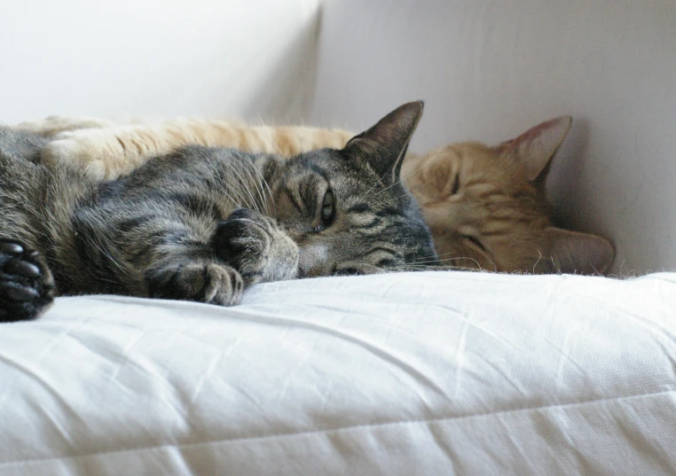 two cats sleeping on the couch together