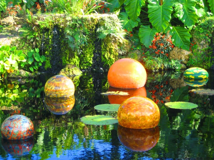 water lilies and watermelons in a garden pond