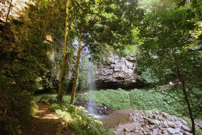 a small waterfall in a forest near trees