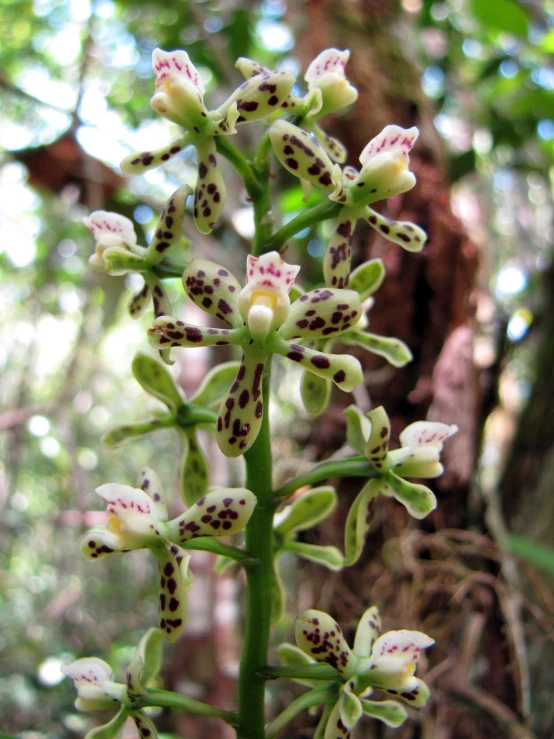 orchid flowers with spotted spots on a vine