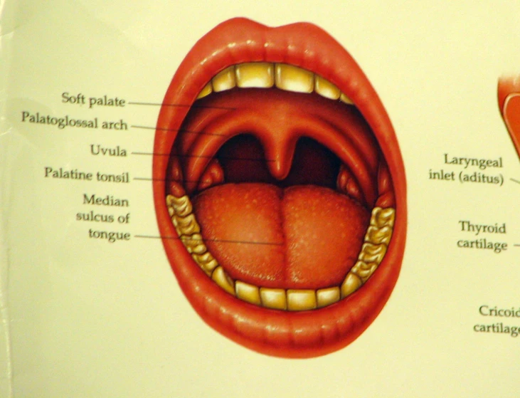 a diagram of how to use the tongue for oral hygiene