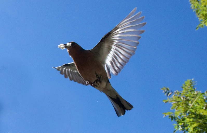 a bird flies away in the sky, with his wings spread open