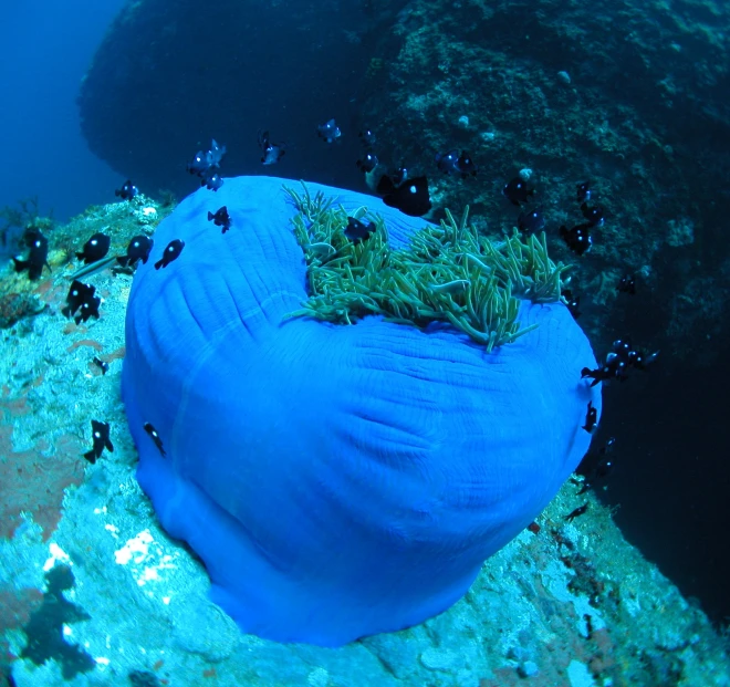 a big blue cushion on the ocean floor
